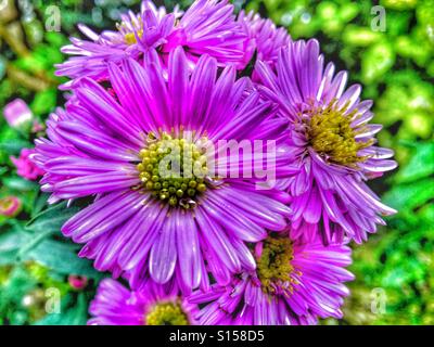 Des modèles dans la nature - Michaelmas daisy flower Banque D'Images