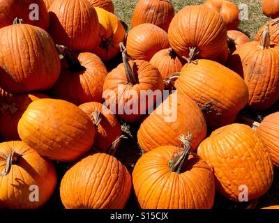 Tas de citrouilles Banque D'Images