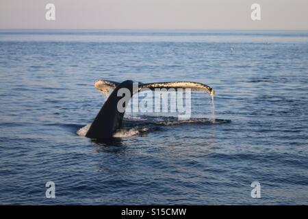 Observation des baleines Banque D'Images