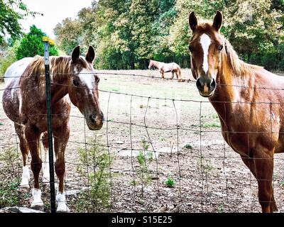 Beau trio de chevaux Appaloosa Banque D'Images