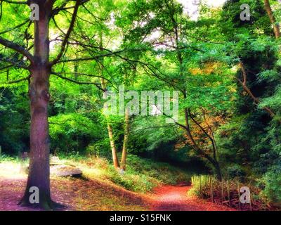 Arbres de Nunhead cemetery. Banque D'Images
