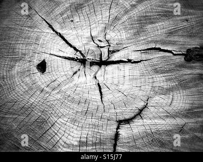 Résumé fond d'une vieille souche d'arbre close up en noir et blanc Banque D'Images