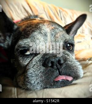 Un vieux bouledogue français avec un drôle d'expression. Banque D'Images