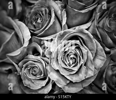 Close up of roses en noir et blanc avec selective focus Banque D'Images