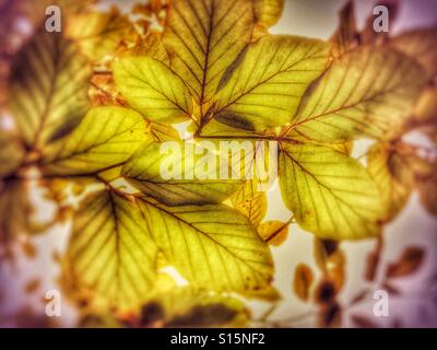 Des modèles dans la nature - les feuilles des arbres changent de couleur en automne avec des nervures des feuilles Banque D'Images