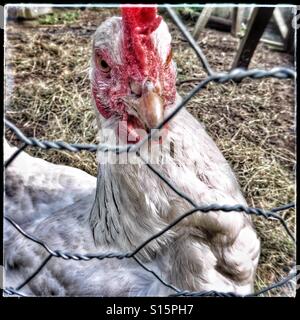 Poulet à la caméra à l'intermédiaire d'un grillage Banque D'Images