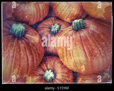 Un effet grunge photo d'un groupe d'orange citrouille. Il doit être temps d'Halloween ! Crédits photos - © COLIN HOSKINS. Banque D'Images