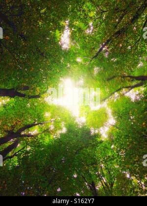 Jusqu'à à travers les arbres Banque D'Images