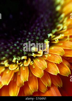 Close up d'une orange Gerber Daisy Banque D'Images