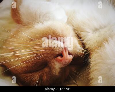 High angle view sleeping cat Banque D'Images