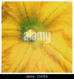 Fleur de courgette jaune macro close-up square Banque D'Images