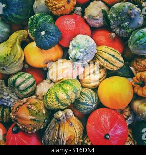 Une énorme collection de courges différentes/citrouilles Banque D'Images