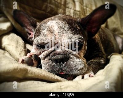 Un très fatigué à la vieux bouledogue français. Banque D'Images