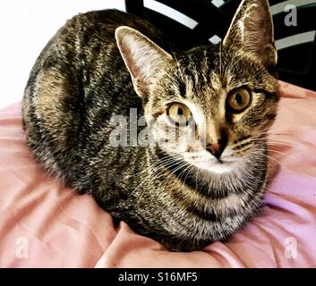 Portrait de la belle aux yeux de cuivre teenage tabby kitten Banque D'Images