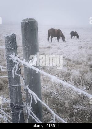 Les chevaux paissent dans un pâturage entouré d'un brouillard givre, barbelés. Banque D'Images