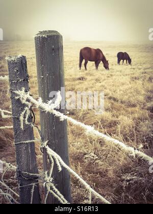 Les chevaux paissent dans un pâturage entouré d'un brouillard givre, barbelés. Banque D'Images