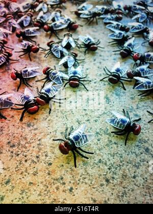 Un essaim de mouches de la chambre sur le comptoir de la cuisine Banque D'Images