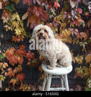 Un chiot goldendoodle est assis en face d'un mur recouvert de feuilles colorées. Banque D'Images