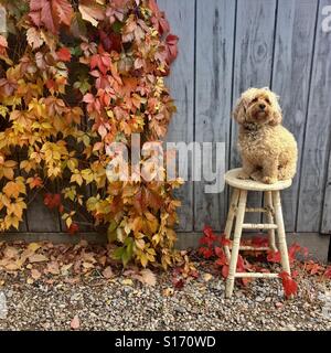 Un petit chiot Golden doodle est assis sur un tabouret devant un mur avec des feuilles. Banque D'Images