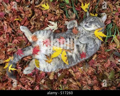 Cat d'automne dans la nature. endormi sur son dos montrant le ventre Banque D'Images