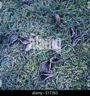 Feuilles tombées givrées et herbe en hiver matin, Royaume-Uni Banque D'Images