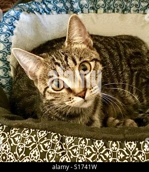 Portrait de la belle aux yeux de cuivre teenage tabby kitten cozied dans son lit pour animaux de compagnie et à droite à l'appareil photo 🎥 Banque D'Images