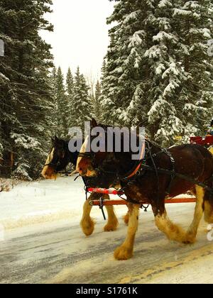 Le travail de l'équipe de chevaux tirant une charrette sur un jour de neige Banque D'Images