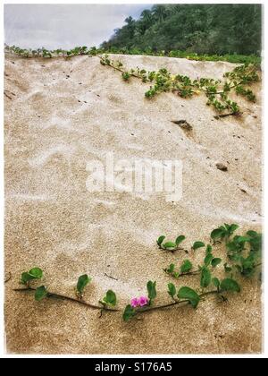 Beach morning glory pousse sur un banc de sable sur la plage de Lo de Marcos, Nayarit, Mexique l'ajout d'une touche de belle couleur. Banque D'Images