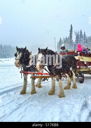 Plaisir en famille. Équipe de chevaux Clydesdale et un chariot sur un jour de neige Banque D'Images