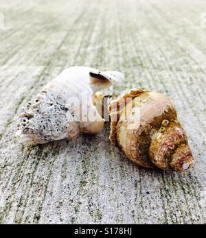 Deux coquillages trouvés sur la plage, dans le nord du pays de galles sur le béton Banque D'Images