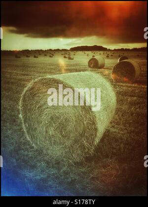 Un film retro droit d'effet d'un champ contenant un grand nombre de bottes de foin. Dans l'avant-plan, un grand circulaire Hay Bale, attraper la lumière du soleil du soir. Crédits photos - © COLIN HOSKINS. Banque D'Images