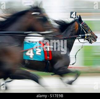 Harness Racing trotters sont vus racing Banque D'Images