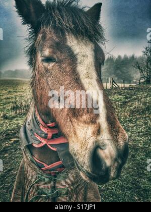 Poney timide caméra Banque D'Images