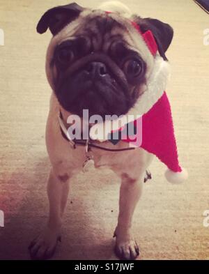 Le PUG wearing hat le Père Noël Banque D'Images