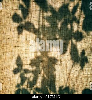 Les ombres des feuilles sur une paire de rideaux Banque D'Images