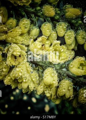 Fleurs d'un arbuste jardin ornemental Mahonia x media 'Winter Sun' avec des gouttelettes de brouillard Banque D'Images