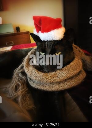 Grumpy cat wearing Santa hat and scarf Banque D'Images