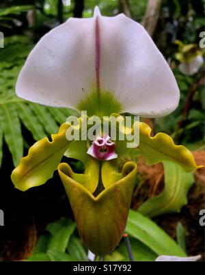 Paphiopedilum spicerianum, Singapore National Orchid Garden orchid collection à la Singapore Botanic Gardens Banque D'Images