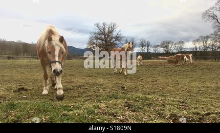 Des chevaux Haflinger sur paddock Banque D'Images