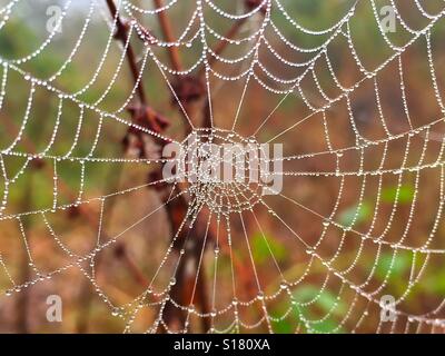 Spiders Web avec la rosée du matin Banque D'Images