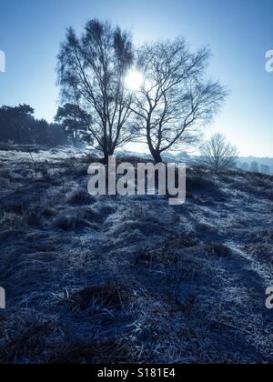 Arbres d'hiver qui se profile avec la lumière du soleil derrière et frosty landscape Banque D'Images