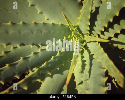 L'Aloe Vera, Aloe aculeata Banque D'Images