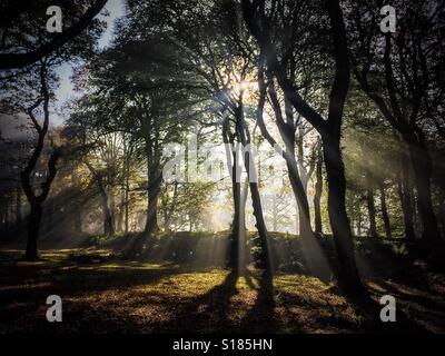 Brume d'automne et le soleil à travers les arbres à la préhistoire l'établissement humain. L'est du Devon natureshot Banque D'Images