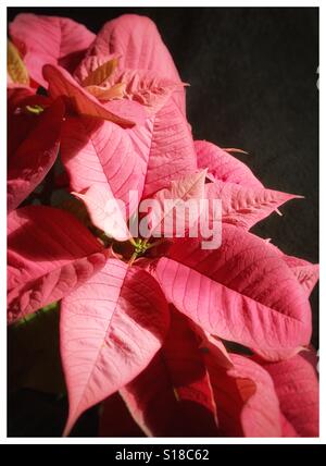 Un poinsettia rose brillant avec fleurs en lumière douce sur fond sombre, Euphorbia pulcherrima Banque D'Images