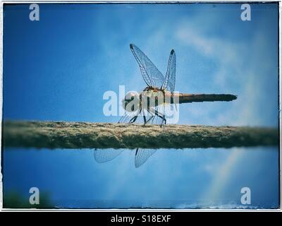 Dragon Fly sur la corde Banque D'Images