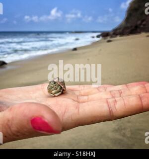 La main ouverte est titulaire d'un minuscule crabe ermite dans sa coquille sur une plage à Nayarit, Mexique. Banque D'Images