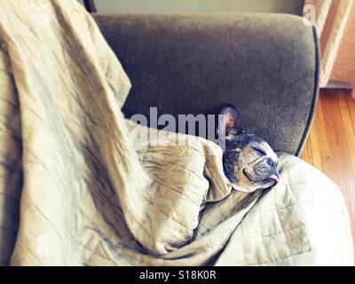 Un vieux bouledogue français dormir sur un canapé. Banque D'Images