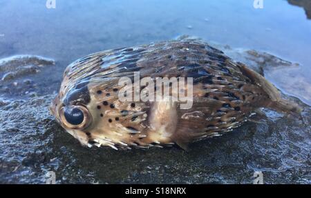 Le poisson-globe échoués sur le Costa Rica beach après l'ouragan Otto Banque D'Images