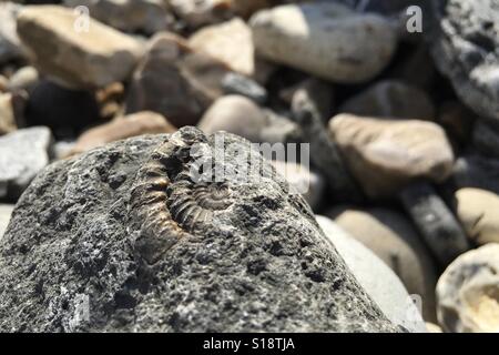 Ammonite dans une roche à la plage de Lyme Regis, Dorest Royaume-uni 2016 Banque D'Images