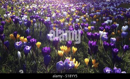 Impressionnante démonstration de crocus au jardin botanique à Surrey, Royaume-Uni Banque D'Images